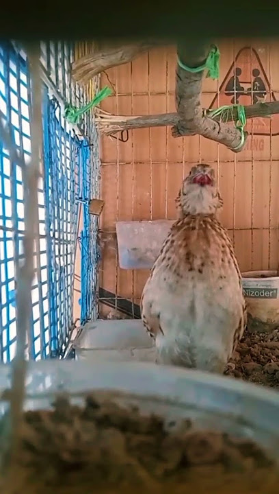 Koel pakhir dak || 😅