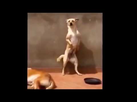 oh nanana remix tik tok dog dance musically - Perros Chistosos