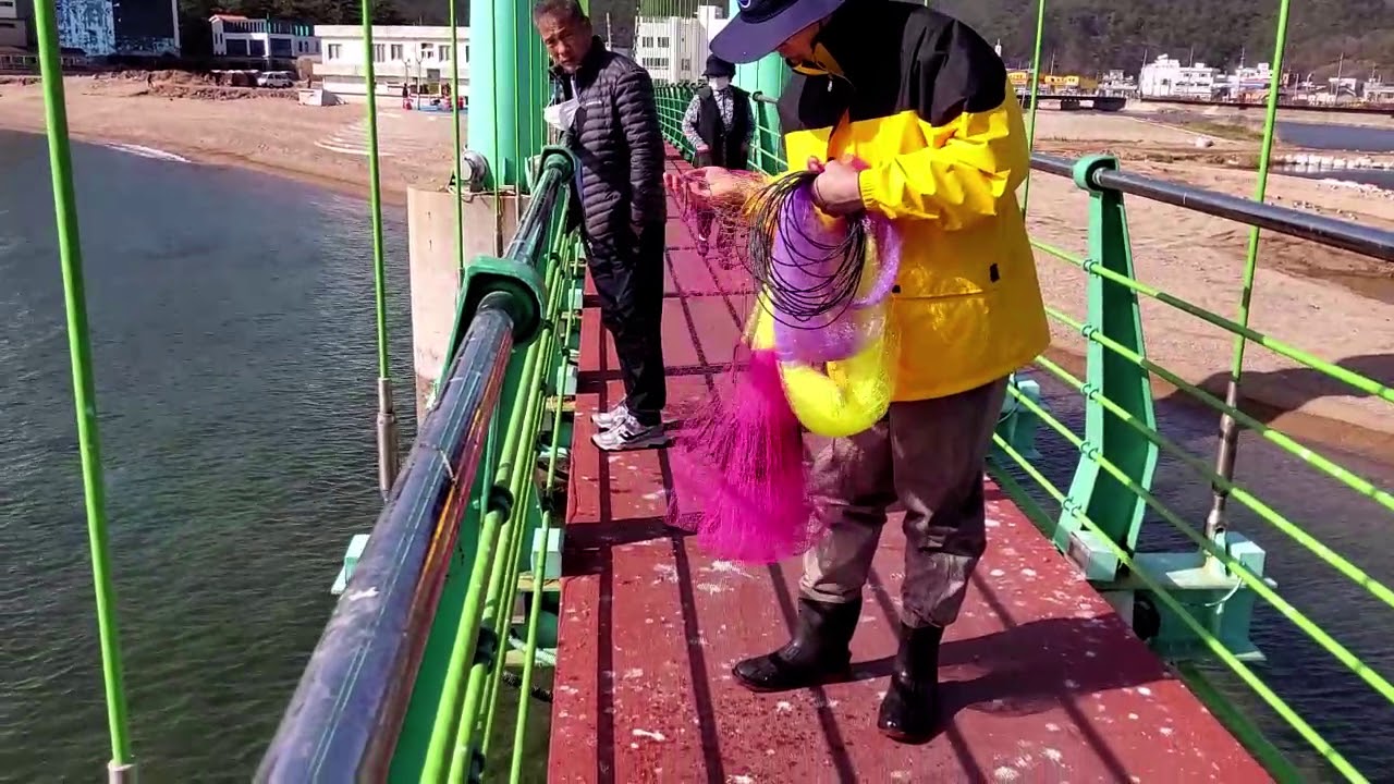 영덕 축산항 축산천 다리위 투망모습 20년11월8일 10시 30분