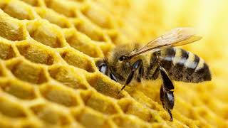 Download Lagu Gerja's bijen MP3