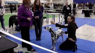 FCI CACIB Kyivska Rus 5.12.09, dalmatian female class 3