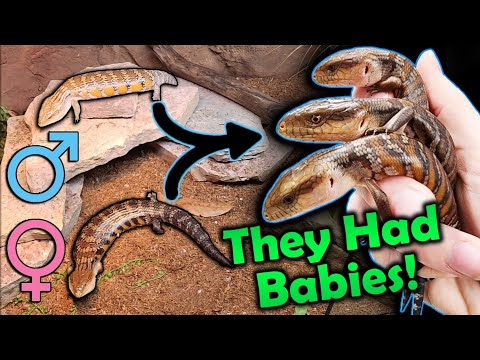 Our Blue-Tongued Skinks had SURPRISE BABIES in the Zoo!
