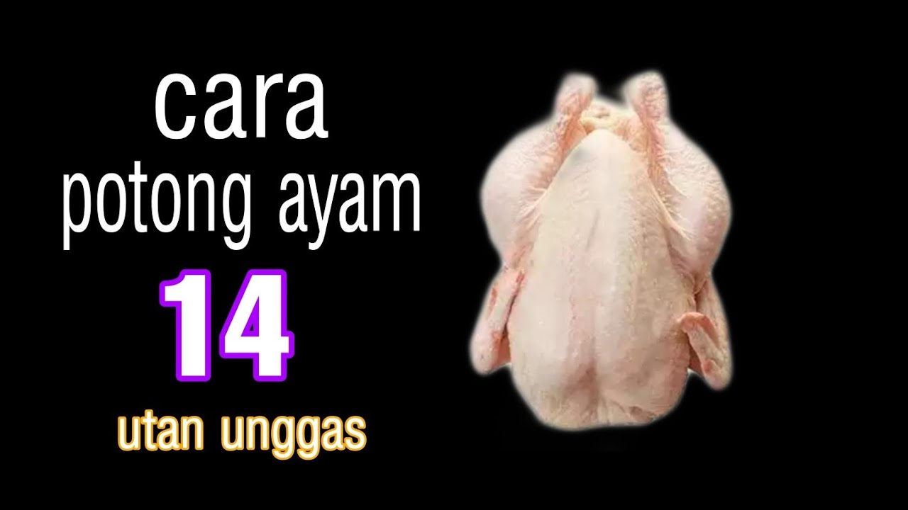 Ayam potong 14