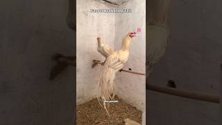 White Parrot Beak Full Long Tail ❤️ show quality Parrot beak aseel