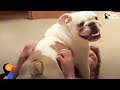 Bulldog FREAKS OUT When Reunited With Parents | The Dodo