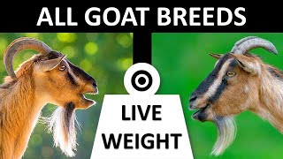 All Goat Breeds | Live Weight | Goats | Goat Breeds