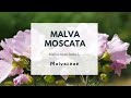 MALVA MOSCATA - Malva moschata L. Malvaceae - Musk mallow