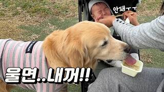 울면..내가 먹는다ㅋㅋㅋ #리트리버 #아기 #하오TV