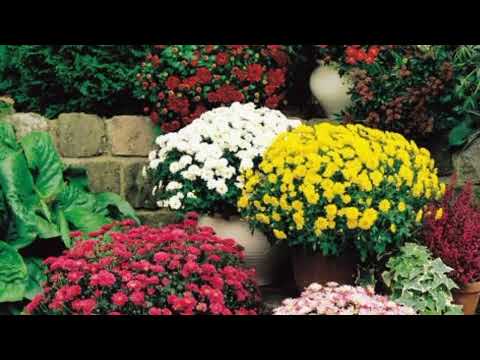 Video: Xrizantema parvarishi - Bog'da onalarni o'stirish uchun maslahatlar