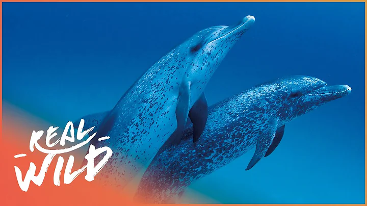 The Incredible Life Of Dolphins | Changing Seas | Real Wild