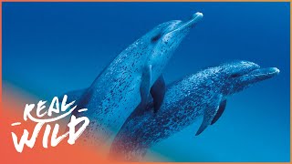 The Incredible Life Of Dolphins | Changing Seas | Real Wild