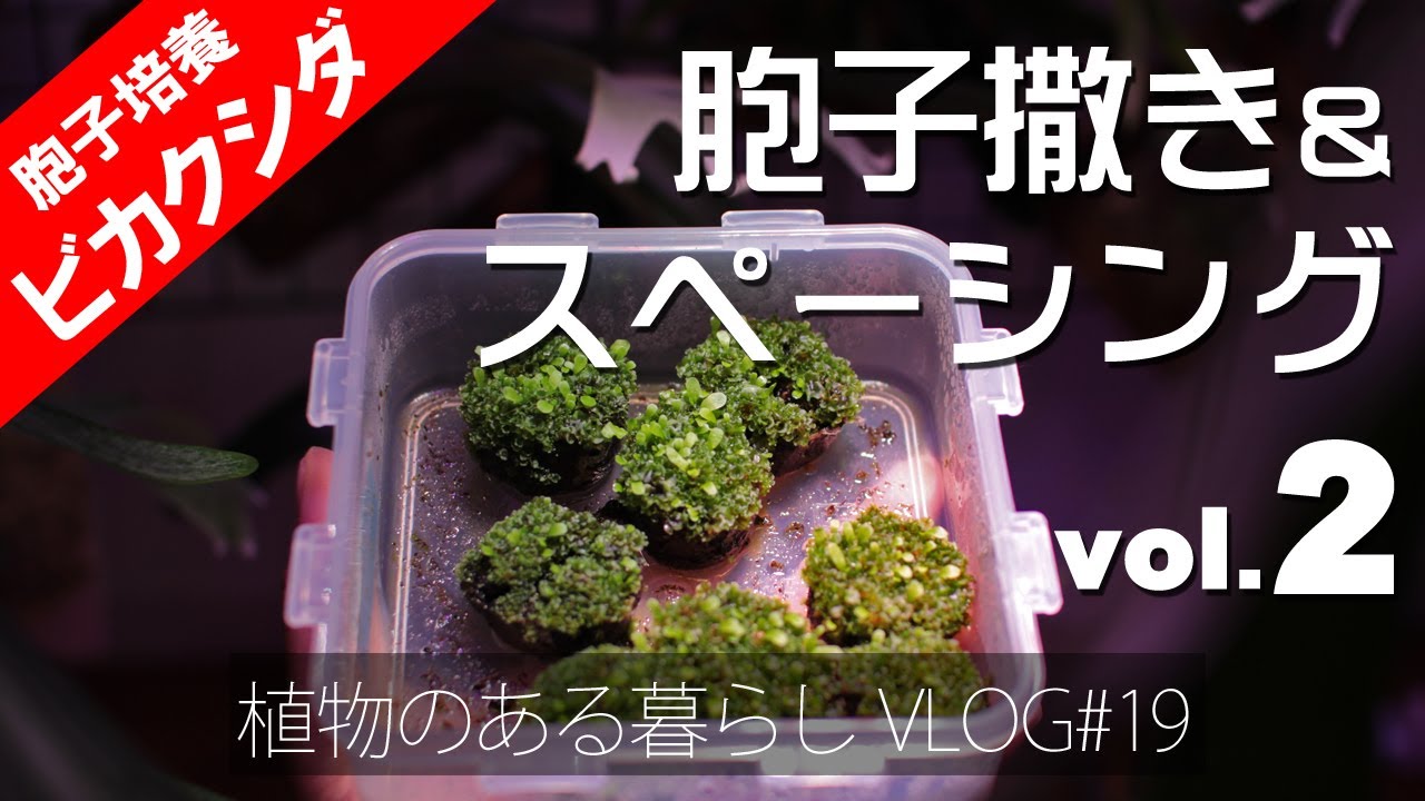 ビカクシダの胞子培養の胞子撒きと胞子培養２ Vlog 19 コウモリラン 植物のある暮らし Platycerium 観葉植物 植物 珍奇植物 Youtube