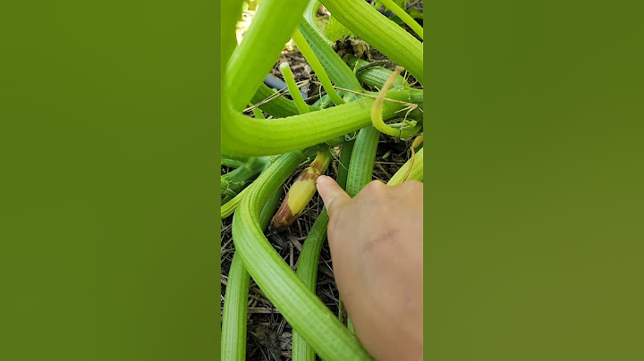 #1 Tip To Increase Zucchini Plant Production #garden #gardeningtips #zucchini #squash #homegrown
