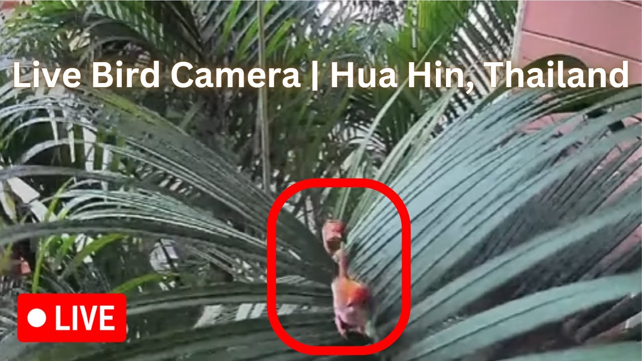 Live | Hua Hin | Bird Camera - YouTube