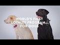 Biscuit   worlds first loyalty program for dogs