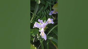 Douglas Iris Pollination #sciencefacts  #biology #californiacity