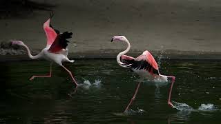 フラミンゴ飛ぶ！？　Flamingo can fly!?