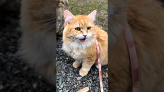 Ek Eks At The Park Resimi