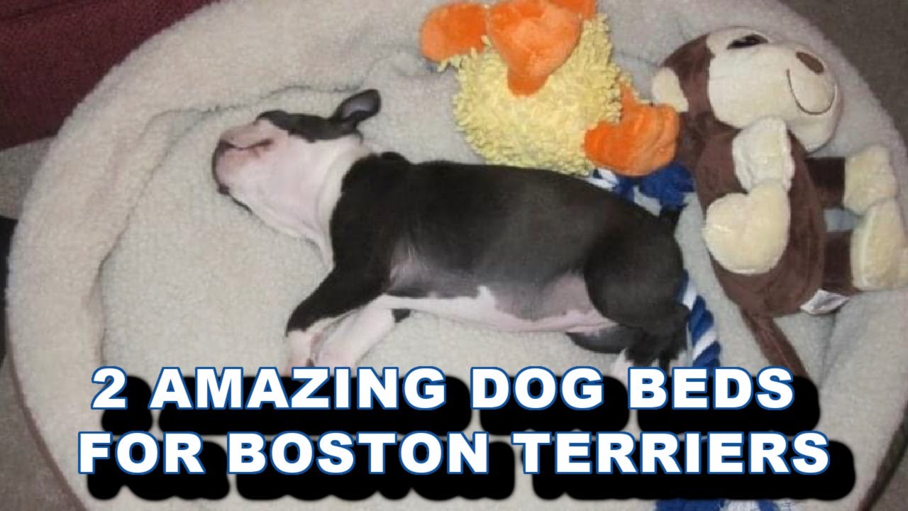 best dog bed for boston terrier