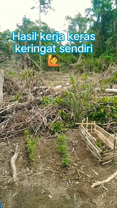 Hasil berkebun sendiri 💪 sngat baik menggunakan hasil panen sendiri dari pada membeli dipasaran😁