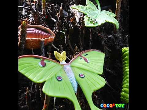 Let&amp;#39;s raise cicada larvae in my <strong>flower</strong> pot! #Shorts ｜Insect <strong>names</strong> for children｜CoCosToy