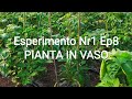 Pianta in Vaso Ci Avviamo verso la fase Adulta ESP nr1 Ep 8 Gestione e Concimazione