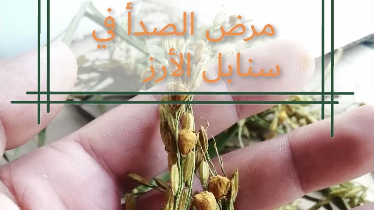 رصد ظاهره مرض التفحم الكاذب في سنابل الأرز 🌾 🤔 وعلاجه
