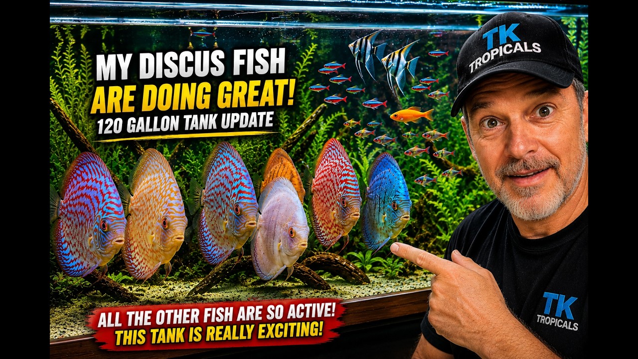 My Discus  Are Doing Great!! 😍 The 120-Gallon Tank Is Coming Alive!