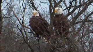 Decorah Eagles. Mom \& DM2 on M2 and DM2 eats a fish - explore.org 11-26-2021