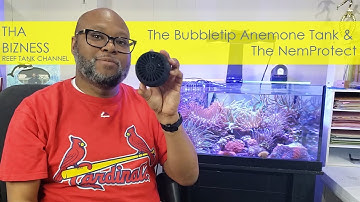 The Bubble Tip Anemone Tank and NemProtect