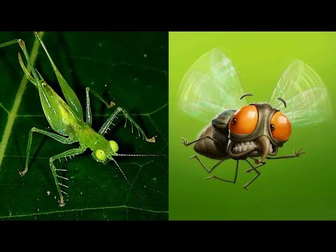 Кузнечик гоняет мух (Katydid chases flies).