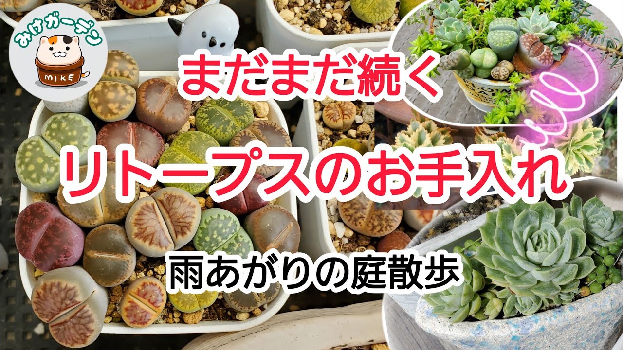 75【多肉・リトープス】まだまだ続く「生ける宝石リトープス」のお