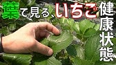 いちご2年目育苗管理 １親株を定植する Youtube