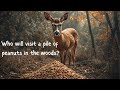 We left 20 pounds of peanuts out for the wildlife