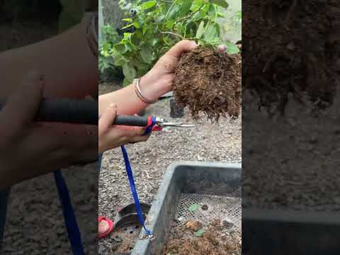 Video: Zone 9 Blueberries: Chọn cây việt quất thời tiết nóng