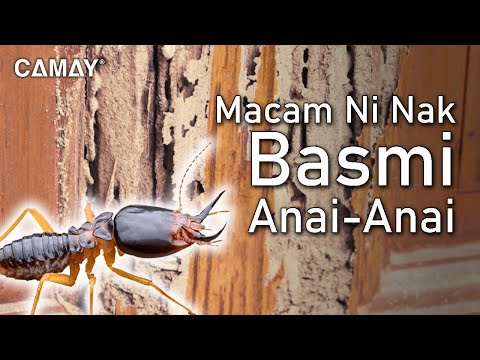 Video: Adakah anai-anai makan melalui dinding kering?