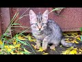 Homeless tabby kitten waiting for me every day