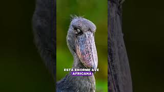 Los más increíbles del planeta😮.. #animalshorts #datoscurisos #curiosidades