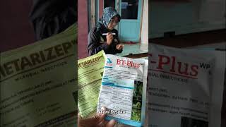 Bacterial Insectiside BT-Plus & METARIZEP #petanimillenial