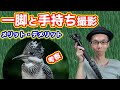 【メリット・デメリット】一脚と手持ち撮影【ヤマセミ考察】#野鳥