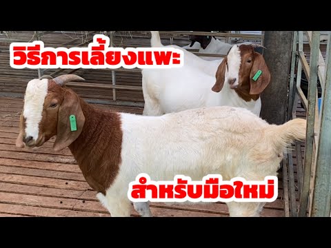 วีดีโอ: 3 วิธีในการโอนค่าไฟฟ้าไปยังผู้เช่ารายใหม่