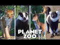 ALL 122 ANIMALS! || Every Single Animal in Planet Zoo || Including DLC Europe Pack 2021