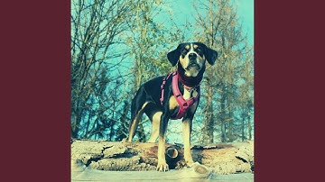 High Class Backdrops for Separation Anxiety