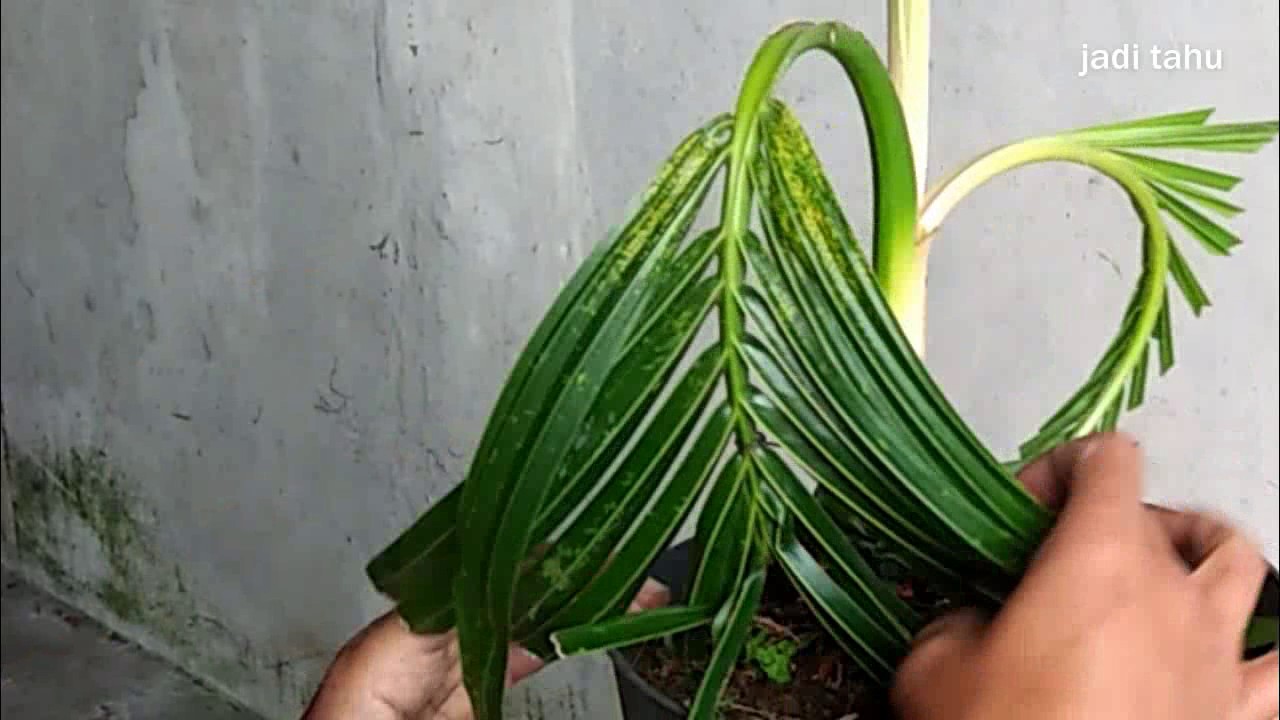merawat kembali bakal bonsai kelapa hijau hibrida yang lama tidak
