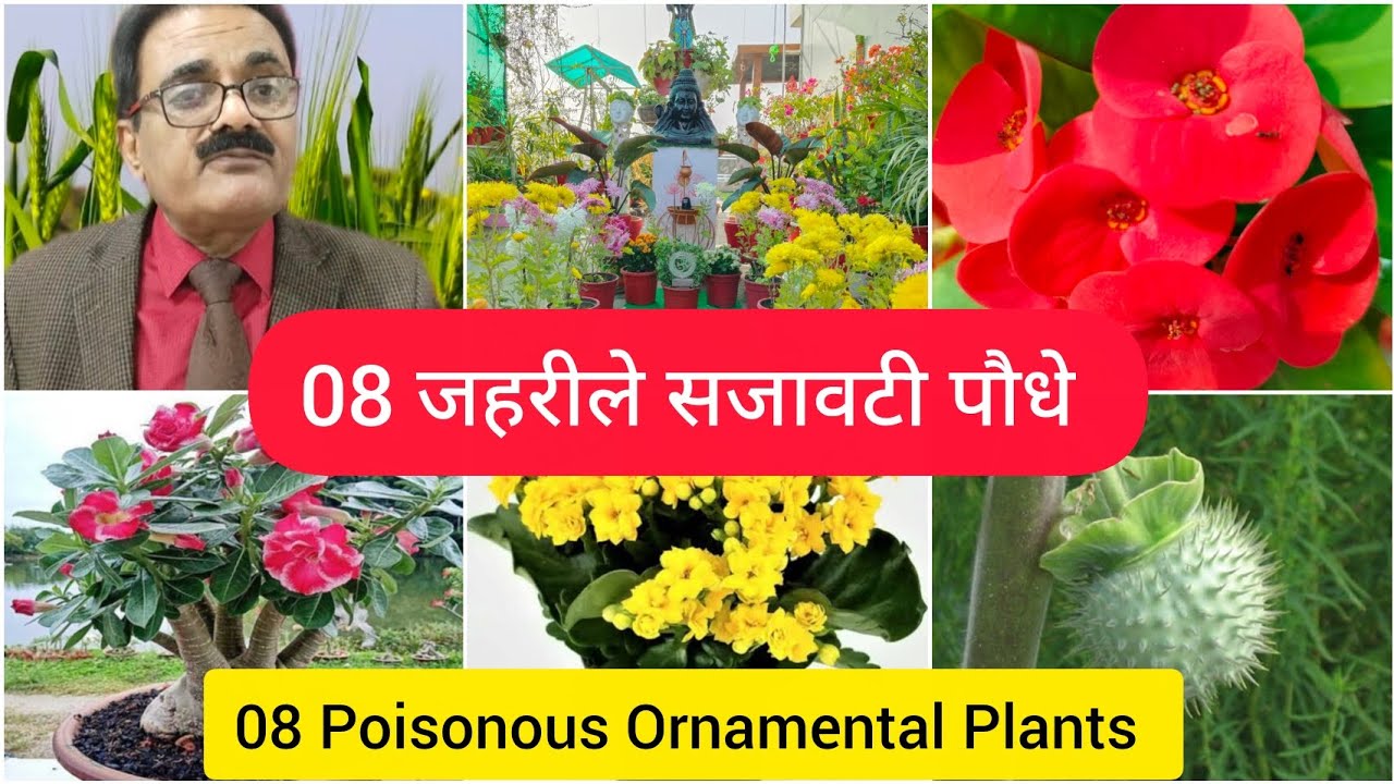 08 जहरीले सजावटी पौधे। 08 Poisonous Ornamental Plants.