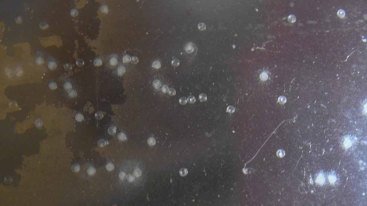 How to tell if zebra danio eggs are fertilized