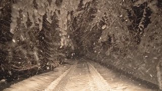 Relaxing Night on a Forest Road in the Mountains with Snow Falling & Wind Blowing Through the Trees