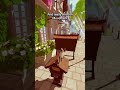 What would make Whiskers Tale extra cozy? #indiegames #gamedesign #gamedev #gaming #cozygames #fyp