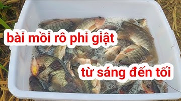 chia sẻ bài mồi câu cá rô phi tại hồ bán tự nhiên. giật liên tục từ sáng đến chiều #moicaucaucarophi