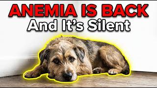 Anemia in Dogs Try This Before Expensive Vet Treatments